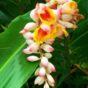 Bulbos Gigantes Alpinia Zerumbet Flor de Porcelana x 1 unidad