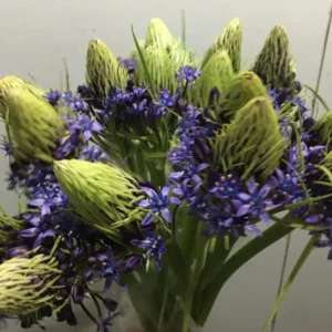 Bulbos de Scilla Peruviana Azul (Flor de la Corona) x 1 unidad