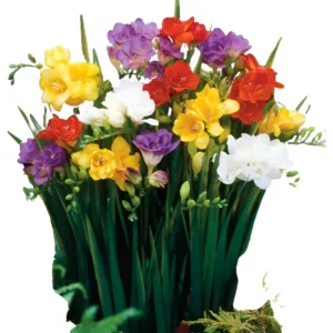Bulbos de Fresias Dobles x 10 Unidades Imp Holanda