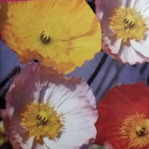 800 Semillas Amapola De Islandia Mix Premium