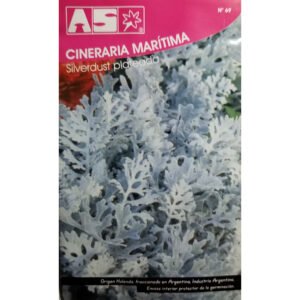 450 Semillas Cineraria Maritima Silverdust Calidad Premium